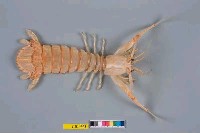 藏品(厚刺深海蝦蛄)的圖片